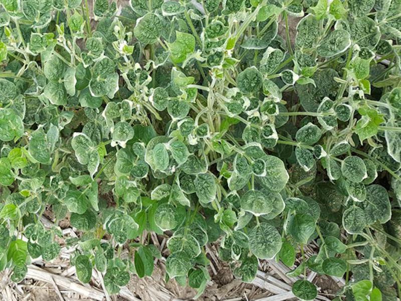Dicamba Lawsuits